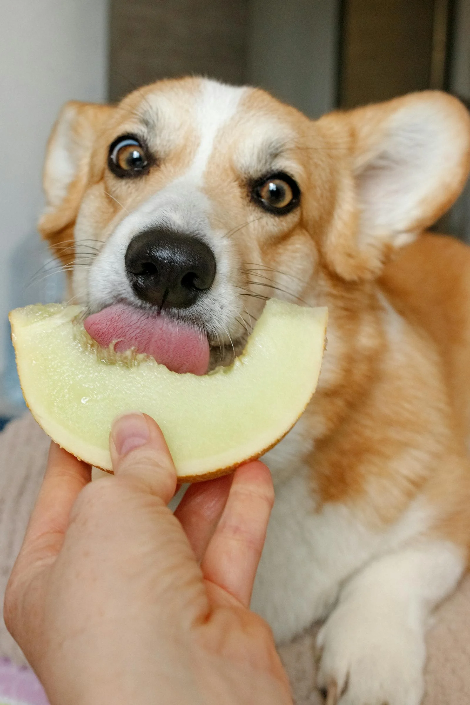 Makanan Anjing